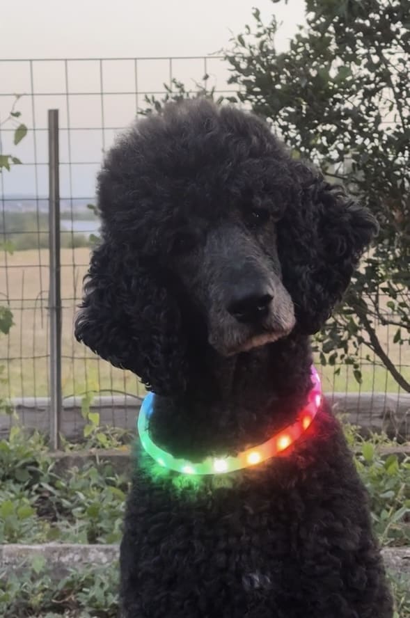 led dog collar on poodle